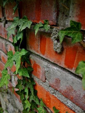 ivy comprimir web reduc