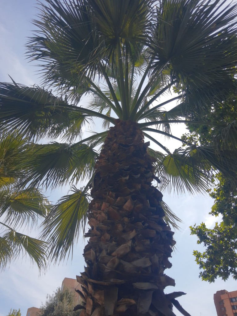 palma datil